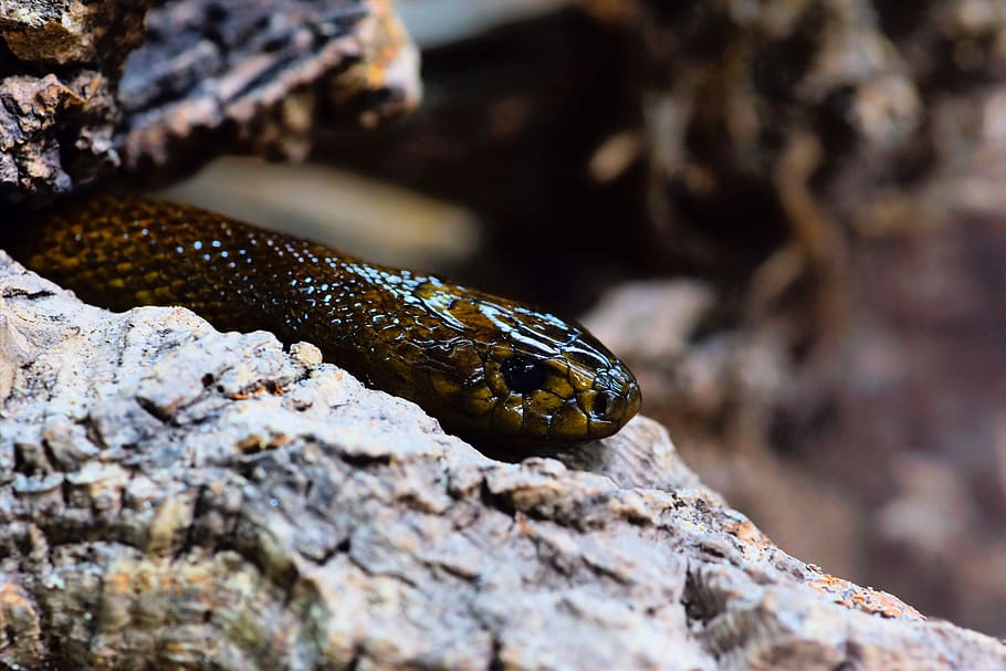 selective focus photo of snake on the white rock, inland taipan, HD wallpaper