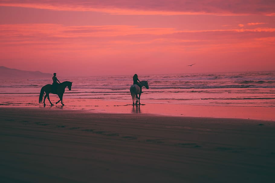 two person riding horses on seashore, silhouette of people riding horse HD wallpaper