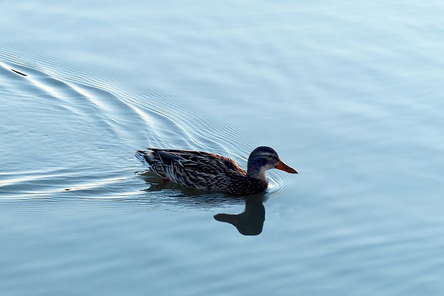 bird, lake, waters, puddle, nature, water bird, mallard, shadow play HD wallpaper