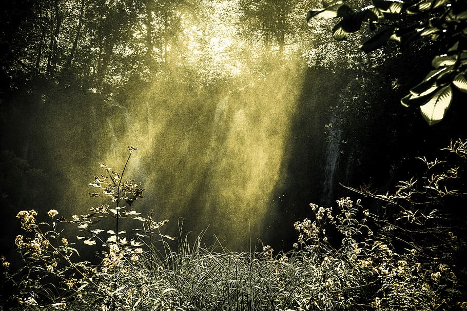 sunlight passing through waterfalls in forest, forest clearing filled with sunbeam during daytime HD wallpaper