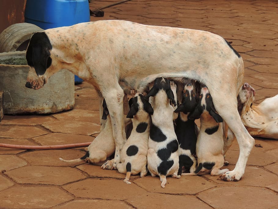 bitch, puppies, nursing, balcony, hunter, domestic, mammal, HD wallpaper