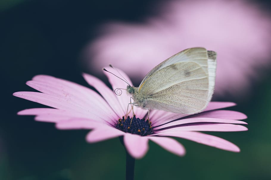 gray butterfly on pink flower, brown butterfly on pink petaled flower HD wallpaper