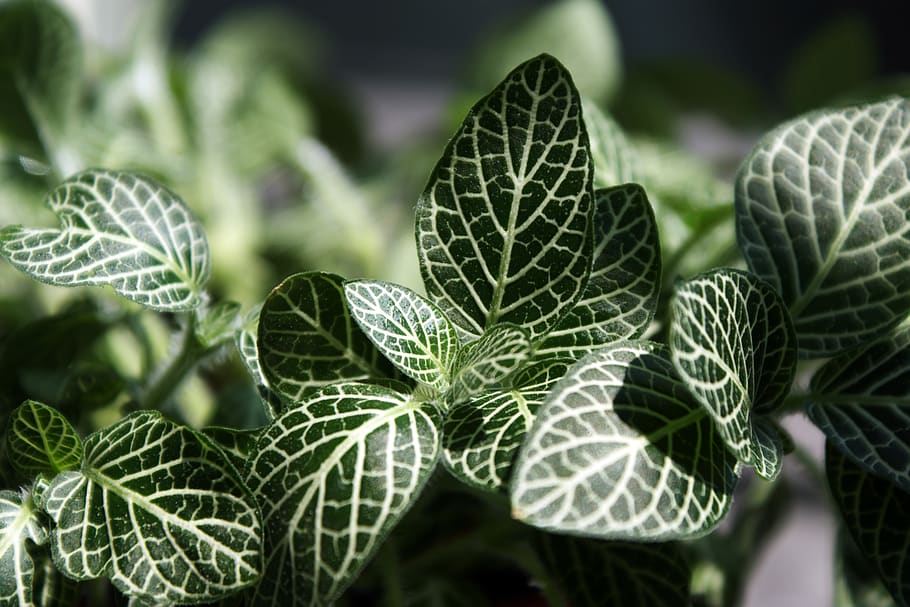 leaf, plants, nature, wipes, abstract, plant part, growth, green color HD wallpaper
