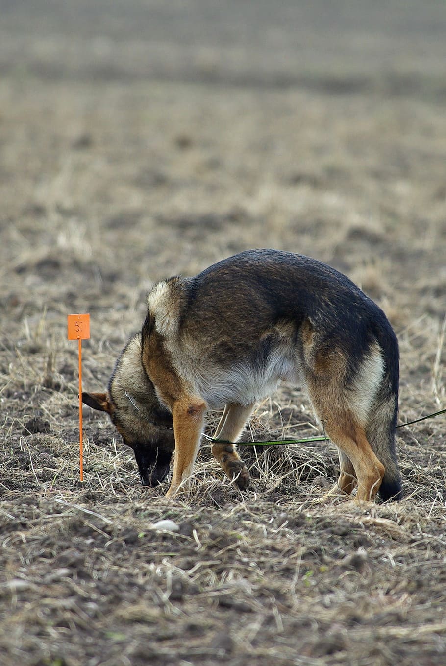 German Shepherd, Tracking, Competition, dog, animal, animals in the wild HD wallpaper