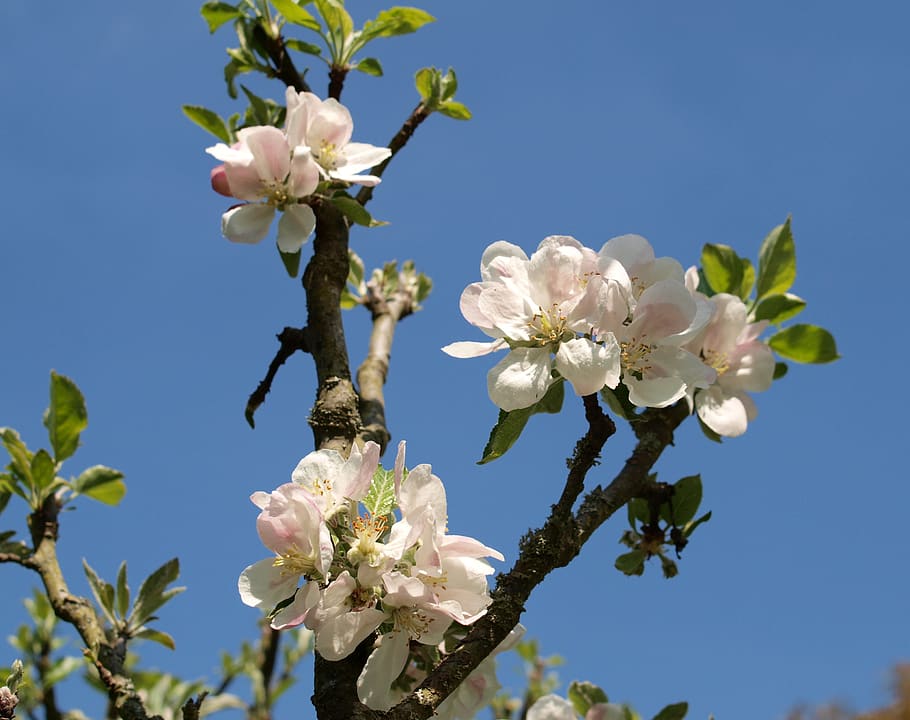 blossom, apple, tree, bloom, flower, flowering plant, fragility HD wallpaper