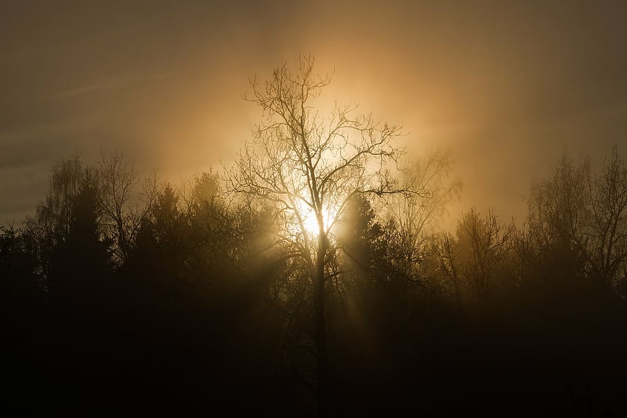 silhouette of tree during sunset, trees, mist, nature, evening HD wallpaper