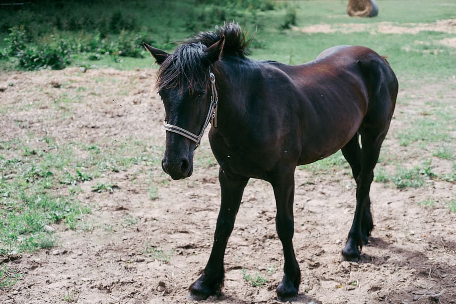 Foal on a pasture, animals, horse, stallion, farm, outdoors, nature HD wallpaper