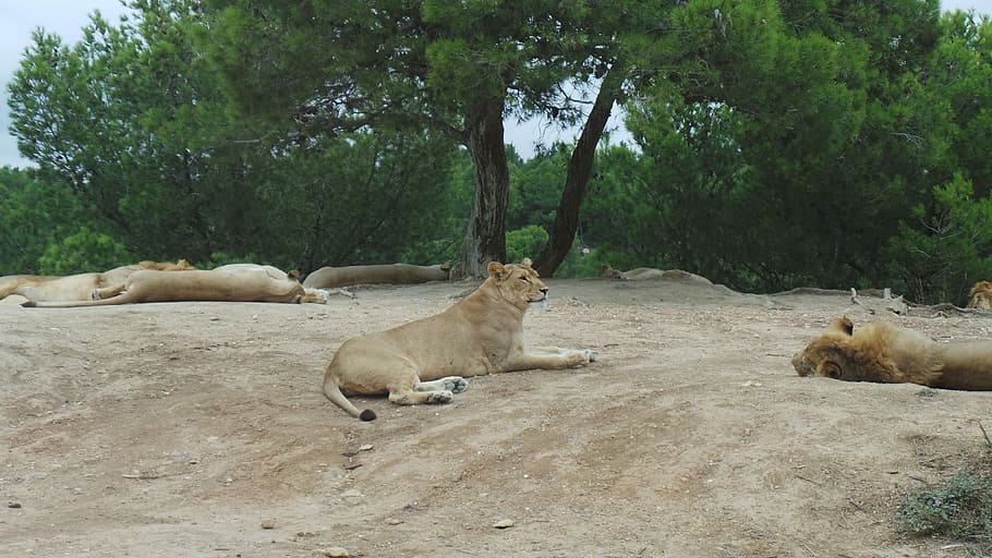 Lion, Lioness, Reserve, Africaine, Sigean, reserve africaine sigean, HD wallpaper