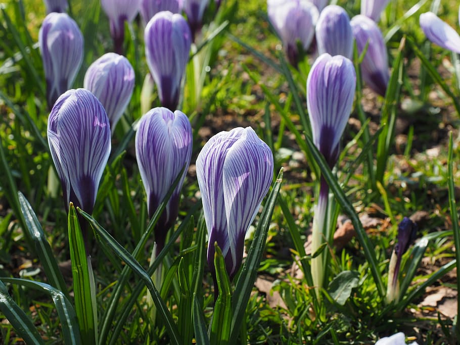 crocus, flower, spring, bühen, violet, purple, striped, colorful, HD wallpaper