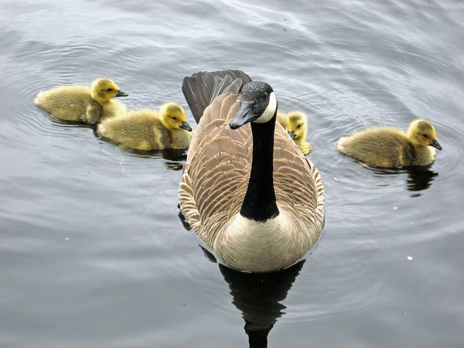 Goose, Canada, Chicks, young, swimming, lake, water, wildlife, HD wallpaper