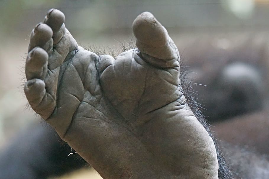 gorilla, foot, limbs, animal body part, human body part, animal themes HD wallpaper