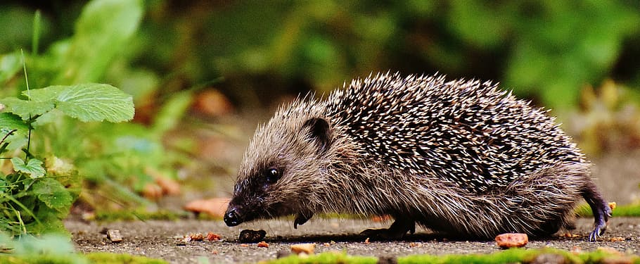 selective focus photography of brown rudent, hedgehog child, young hedgehog