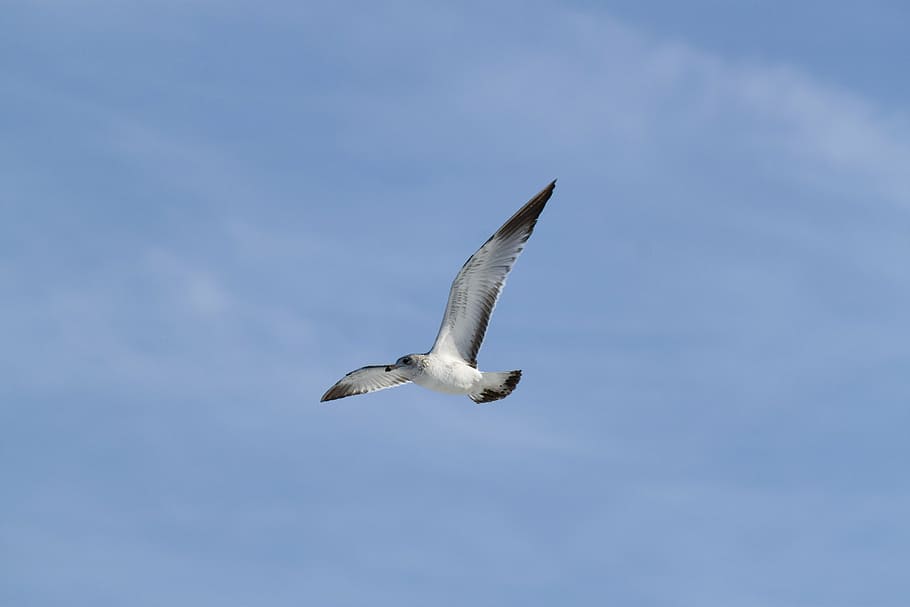 seagull, flying, soaring, bird, flight, wildlife, dom, nature HD wallpaper
