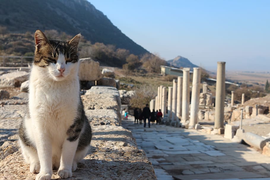 cat, turkey, ruins, mammal, mountain, pets, domestic, domestic animals HD wallpaper