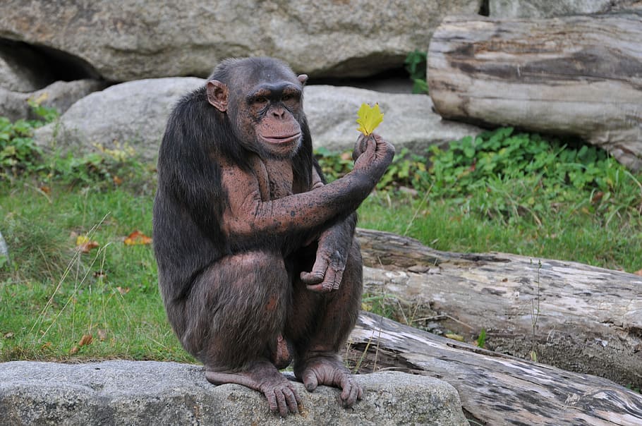 zoo, hellabrunn, munich, primate, mammal, ape, animal wildlife HD wallpaper