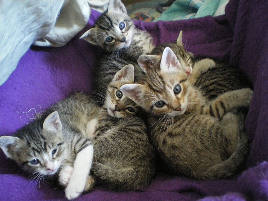 kittens, eyes, cat, domestic, pets, domestic animals, feline HD wallpaper