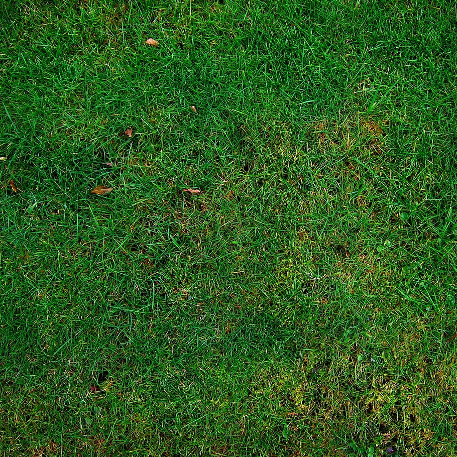 green grass turf, meadow, structure, texture, halme, backgrounds HD wallpaper