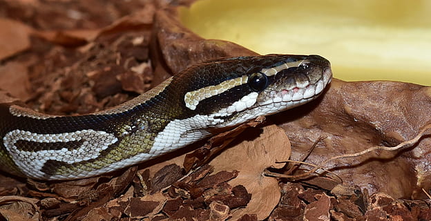 Snake, Python Regius, Mojave, close, animal, reptile, constrictor HD wallpaper