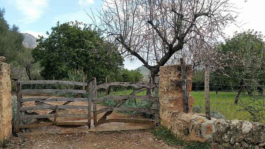 mallorca, february, gate, tree, plant, growth, nature, no people HD wallpaper