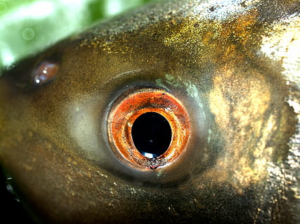 fish, carp, meal, river, pike, masking, carpio, cypriniformes HD wallpaper