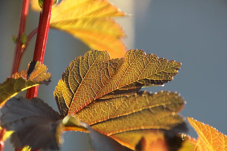 leaf, red, sun, red leaf, bright, plant part, autumn, close-up HD wallpaper