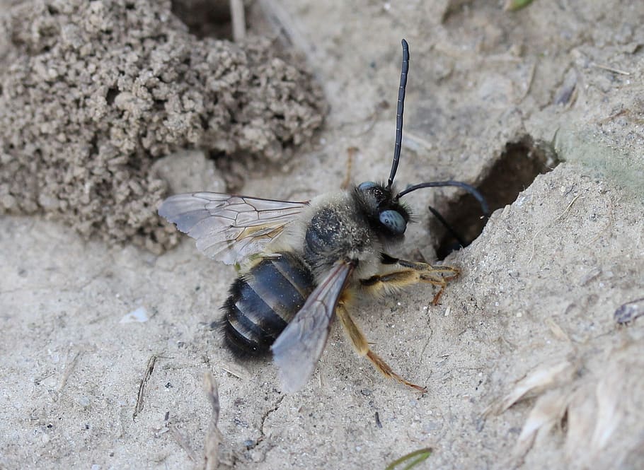 bee, wild, anthill, den, ground, animal themes, animal wildlife HD wallpaper