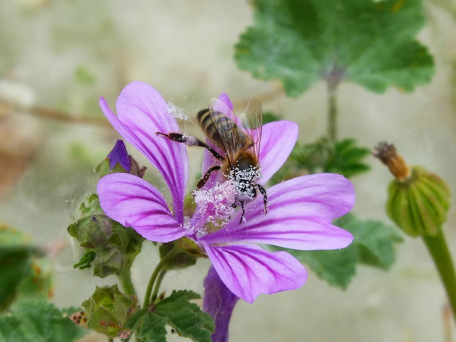 Bee, Pollen, Pollinate, Mallow, libar, flower, fragility, plant HD wallpaper