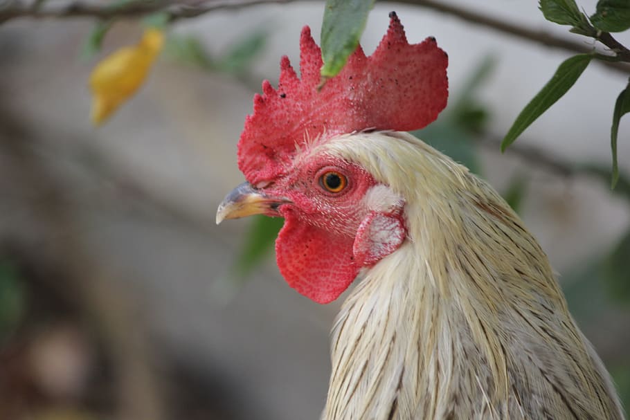 white and red rooster beside leafed plant, young, head, farm HD wallpaper