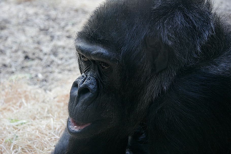Monkey, Animal, Zoo, Primate, monkey portrait, mammal, gorilla HD wallpaper