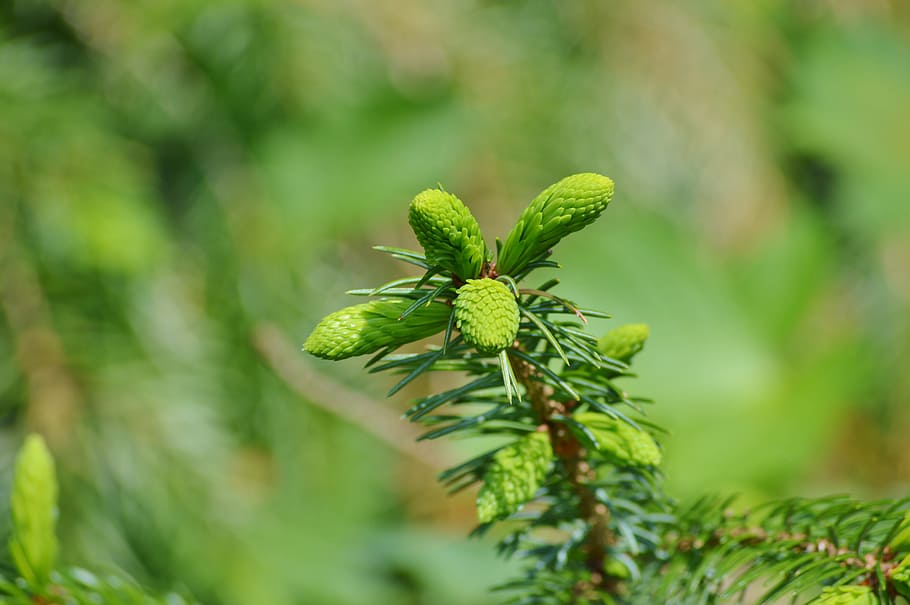 Pine, Branch, Engine, Needles, pine branch, spruce, nature HD wallpaper