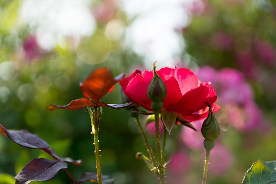 flowers, spring, plant, flowering plant, beauty in nature, freshness HD wallpaper