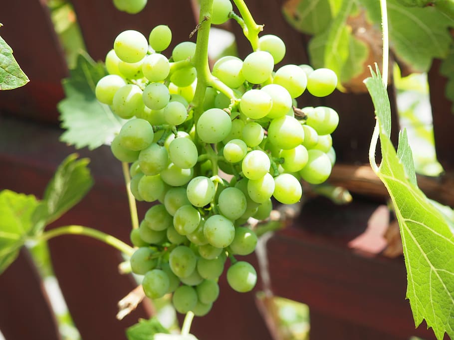 grape, nature, fruit, green, growth, plant, food and drink HD wallpaper