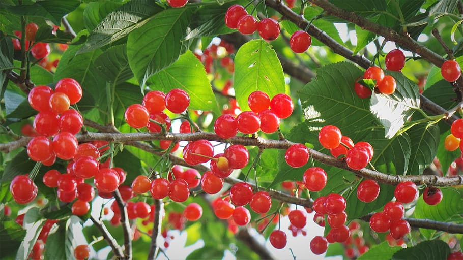 cherries, fruit, water triangle all, growth, healthy eating HD wallpaper