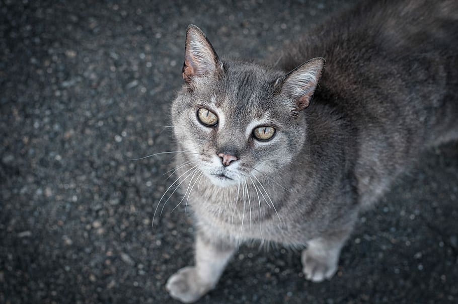 Cat, Grey, Pet, grey cat, domestic cat, pets, looking at camera HD wallpaper