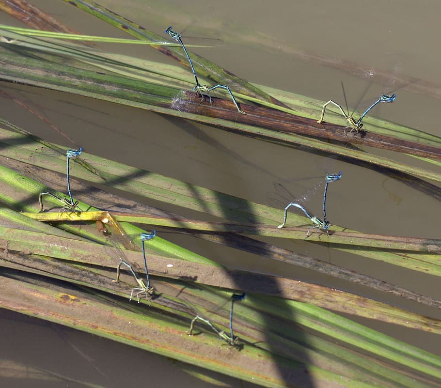 Dragonflies, Mating, Water, no people, one animal, outdoors HD wallpaper