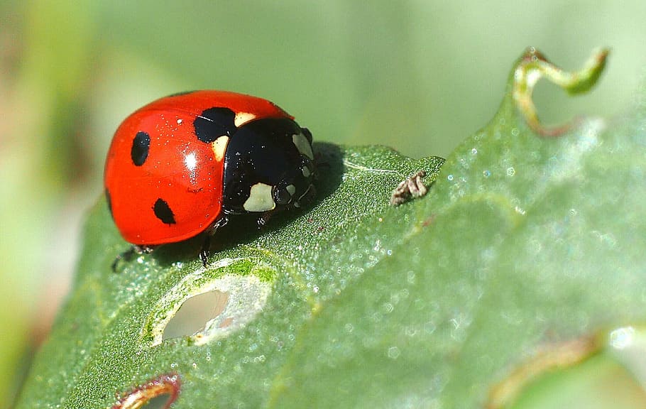 Insect, Ladybug, Macro, Nature, animals in the wild, animal themes HD wallpaper