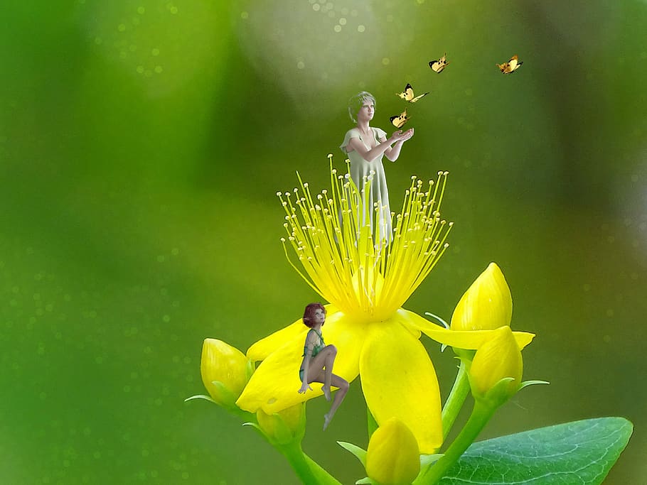 fantasy, elves, romantic, green, flower, flowering plant, fragility HD wallpaper