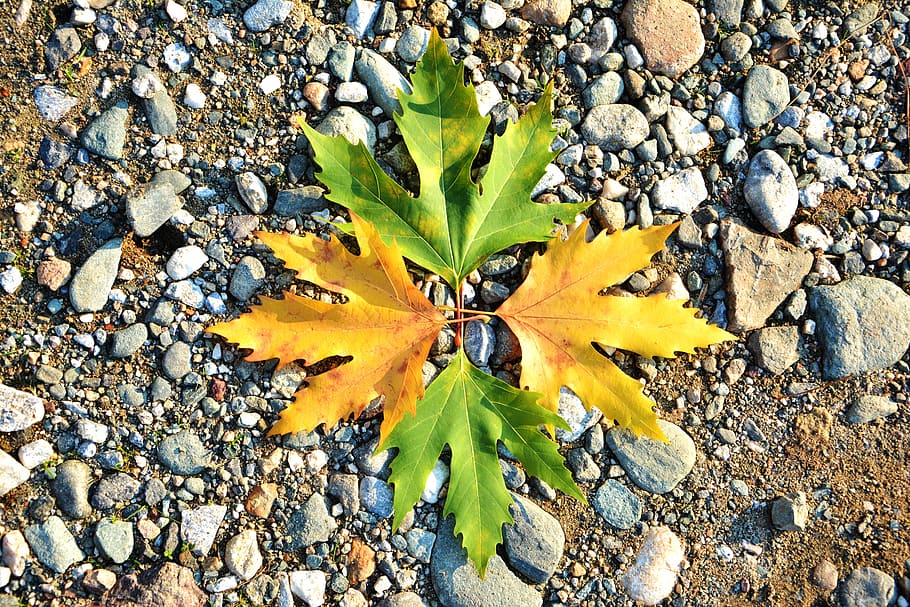 autumn, season, nature, beautiful, outdoor, background, withered leaves, HD wallpaper