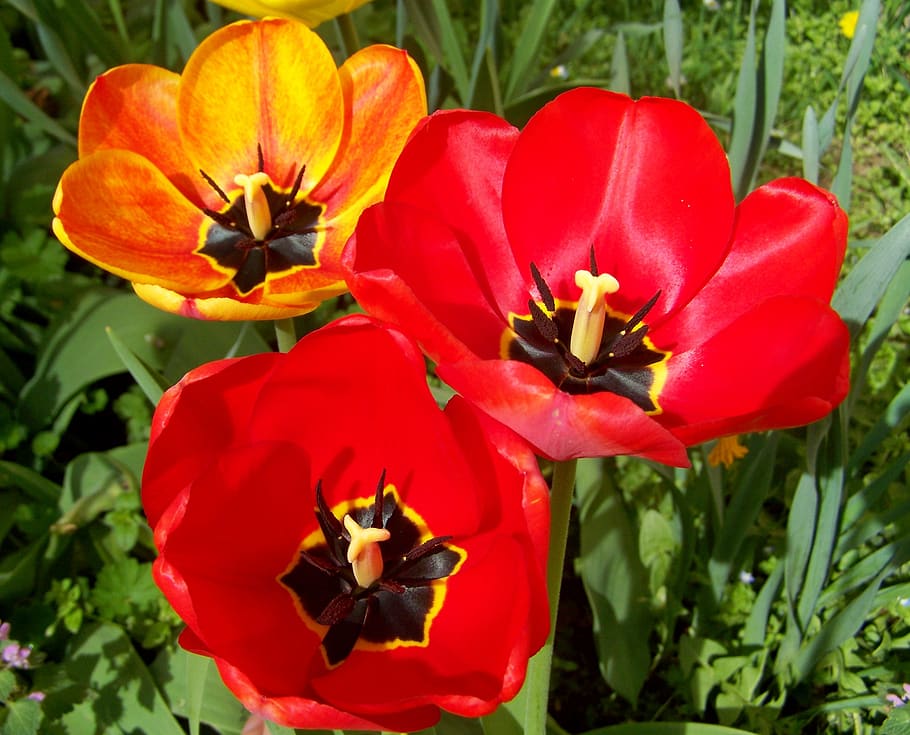 tulips, spring flowers, flowering plant, fragility, petal, vulnerability HD wallpaper