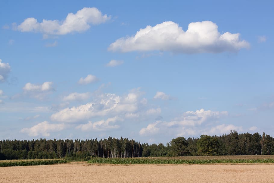 sky, clouds, blue, white, cereals, staple food, grain, cornfield HD wallpaper