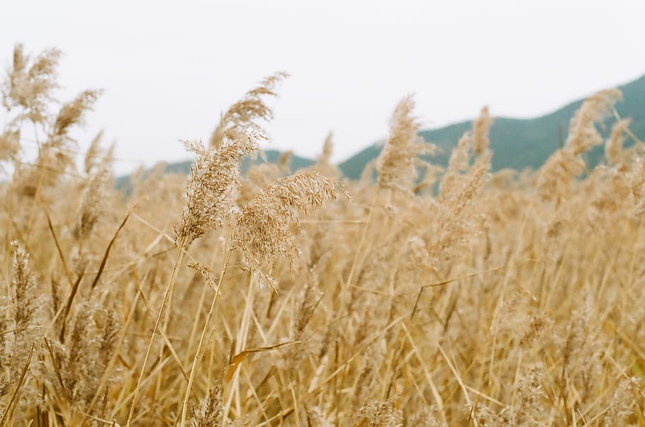reed, autumn, break, plant, growth, beauty in nature, field HD wallpaper