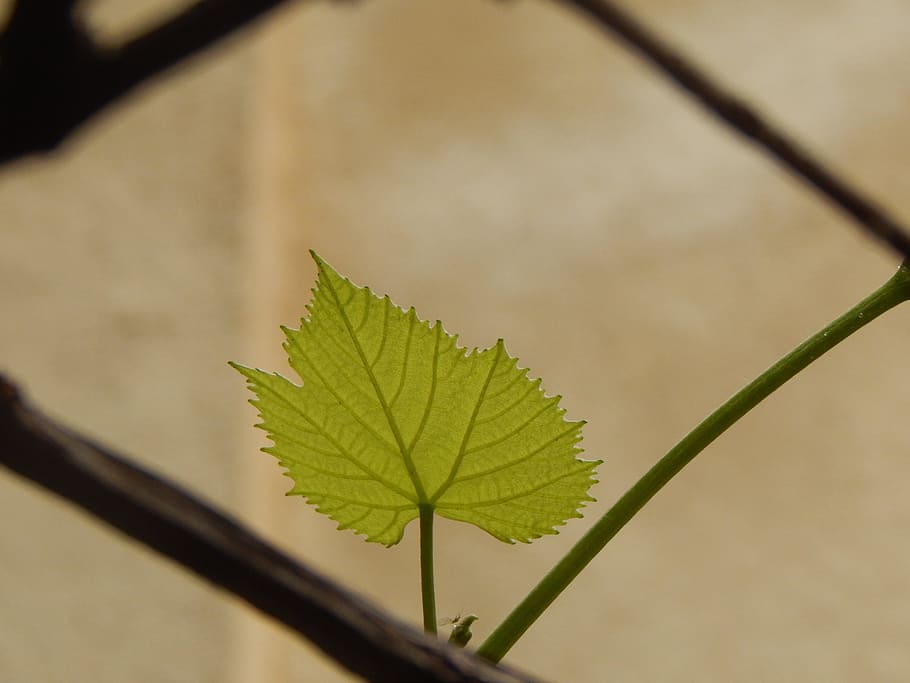 leaf, fig leaf, green leaf, vine, plant part, nature, close-up HD wallpaper