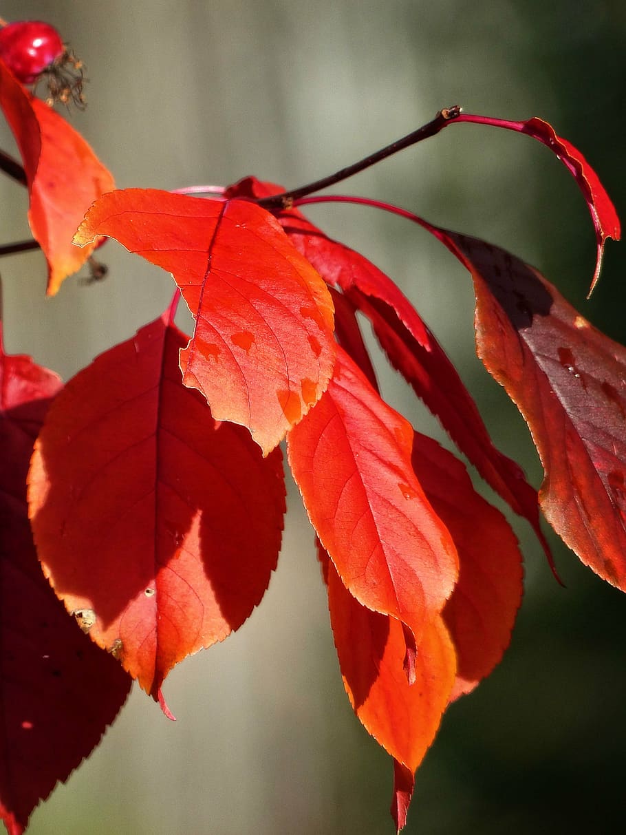 autumn, fall, red, leaves, tree, forest, foliage, nature, season HD wallpaper