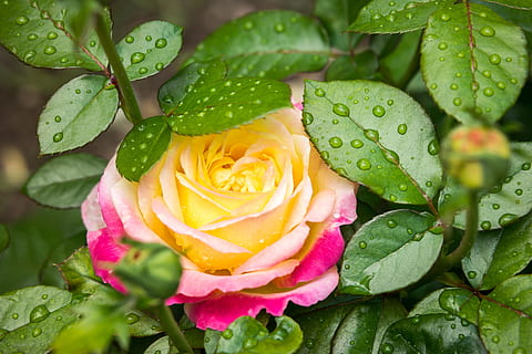 yellow and pink rose in bloom close-up photo, drip, blossom HD wallpaper