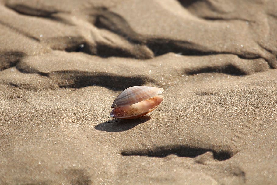 brown sea shell on brown sand, abandoned shells, low tide, ocean HD wallpaper
