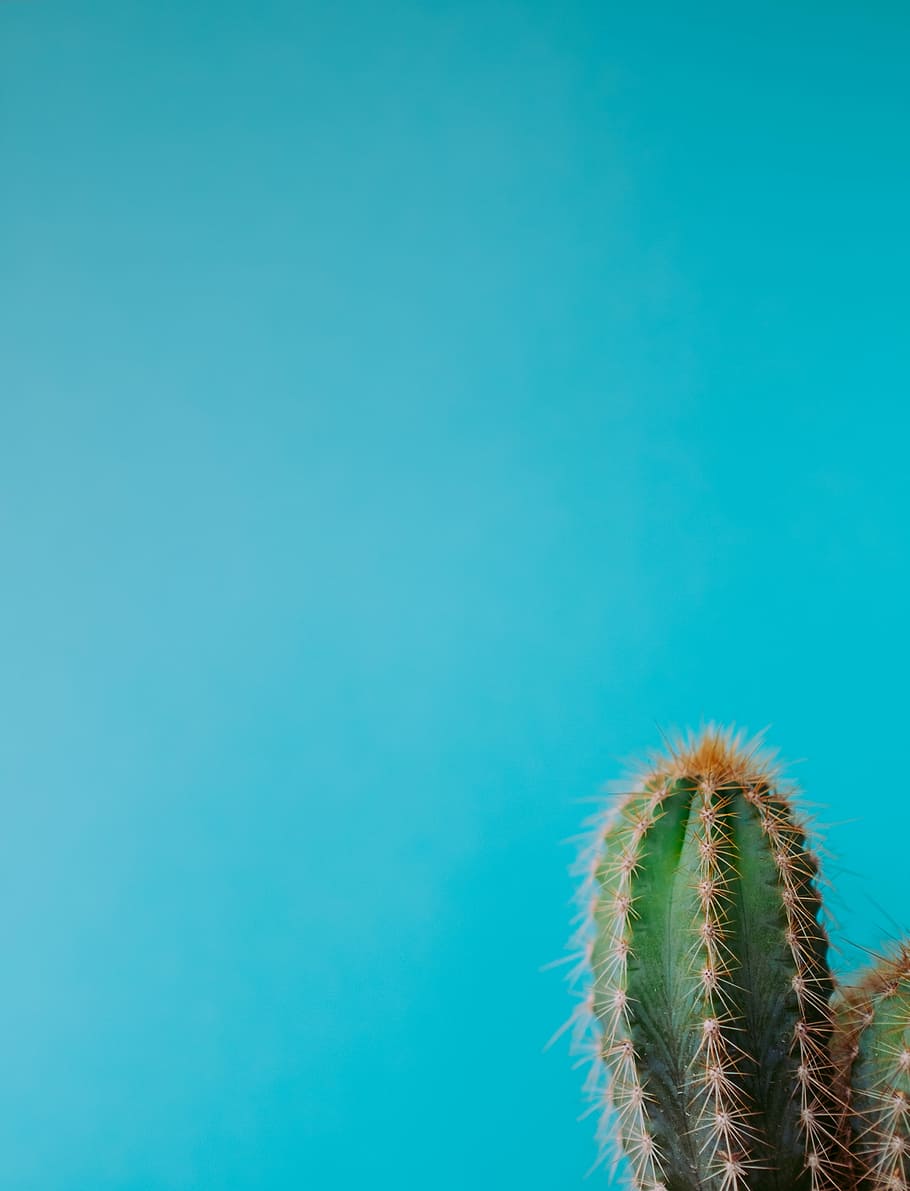 One little cactus, green cactus photography, minimalism, cacti HD wallpaper