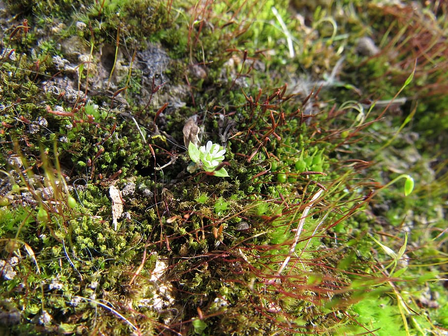 Moss, Microclimate, Close, nature, growth, plant, no people HD wallpaper