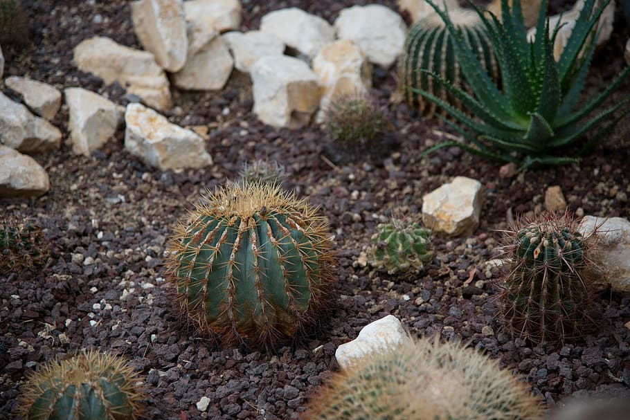 Cactus, Spines, Prickly, Landscape, thorn, nature, spiked, day HD wallpaper