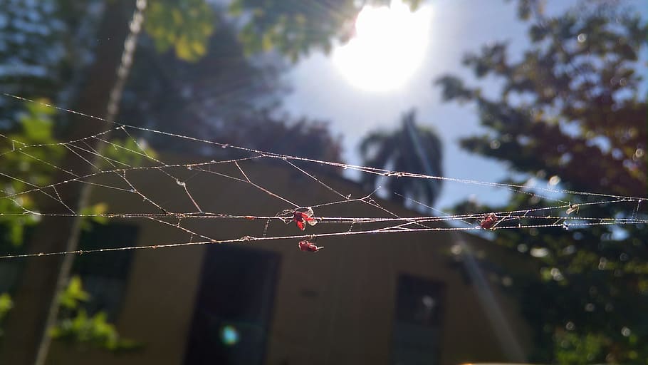 outback, country, spiderweb, insects, trapped, nature, death HD wallpaper