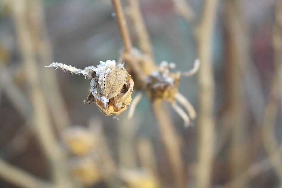 frost, winter, white, flower, garden, close-up, selective focus HD wallpaper